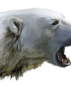 A Polar Bear Growls