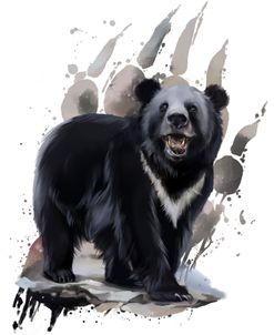 Bear