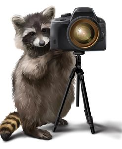 Raccoon Photographer