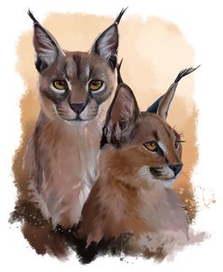 Two Big Cats Caracal