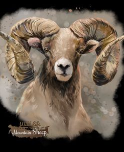 Mountain Sheep