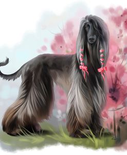 Afghan Hound