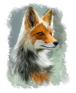 Gray Fox
