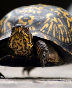 Box Turtle