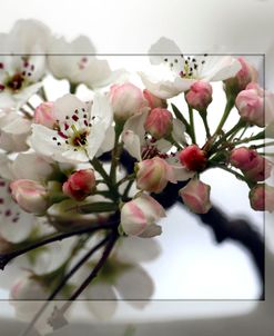 Cherry Blooms