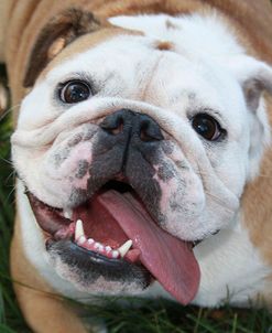 Happy Bulldog