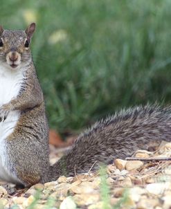 Backyard Buddy