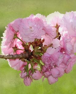 Pink Blooms on Branch