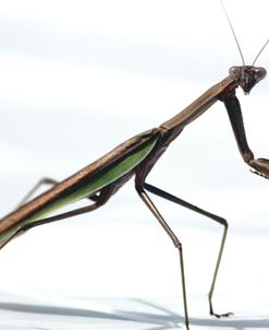 Praying Mantis