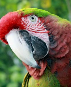 Quizacle Parrot