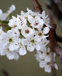 Spring Blooms I