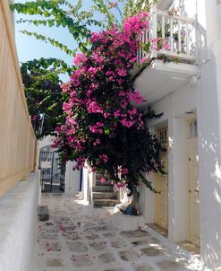 Greece, Alleyway and Vine