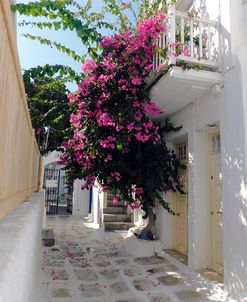 Greece, Alleyway and Vine