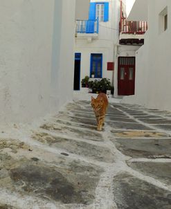 Greece, Cat Walk