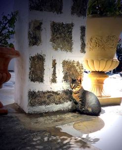 Greece, Kitten by Clay Pot