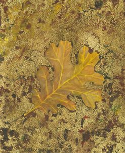 Oak Leaf