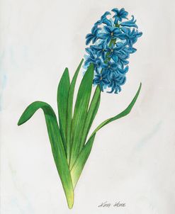 Blue Hyacinth