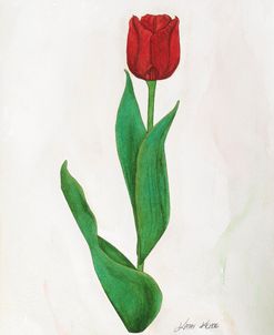 Red Tulip