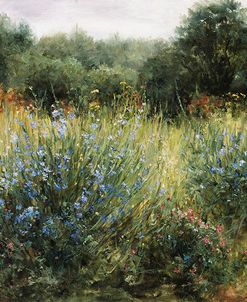 Dorset Wildflowers