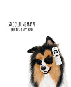 So Collie Me Maybe – Collie Dog