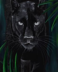 Dreamy Panther