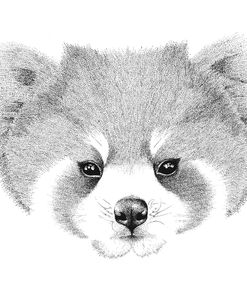 Red Panda