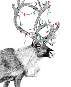 Reindeer