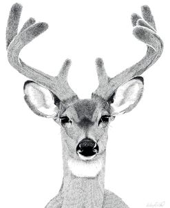 Mule Buck Deer