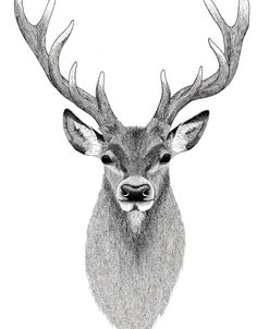 Stag