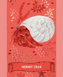 Ocean Garden Hermit Crab