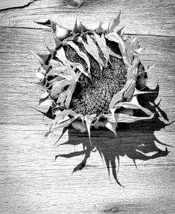 Sunflower Face in Black and White