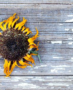 Sunflower Face on Chippy Wood