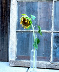 Sunflower in Vase