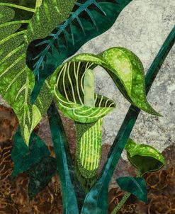 Jack-in-the-Pulpit