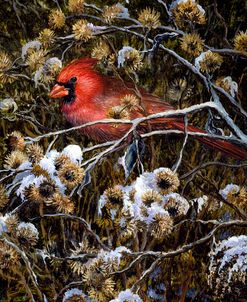 Cardinal & Thistles