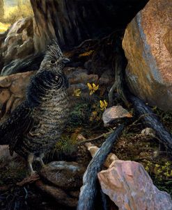 Ruffed Grouse & Trout Lilies