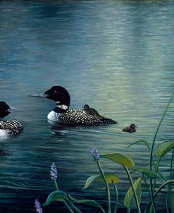 Virginias Loons