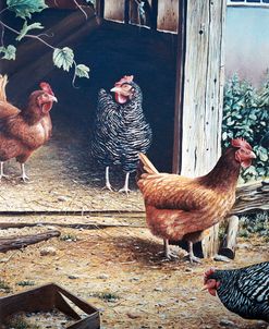 Russell’s chickens