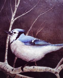 Blue Jay