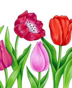 Floral Tulips