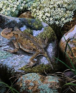 On the Rocks, Great Horned Lizard.tif