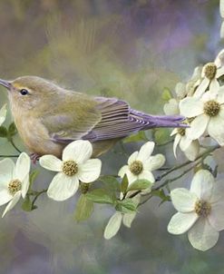 Orange Crowned Warbler On Dogwood