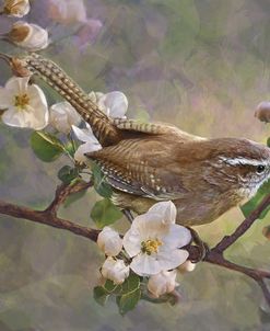 Wren And Apple Blossoms 2
