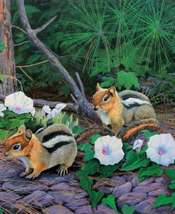 Morning Glory Chipmunks