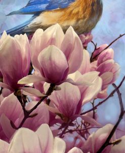 Bluebird Magnolias