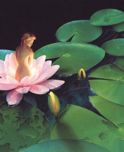 Waterlilies