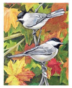 Black Capped Chickadees Autumn