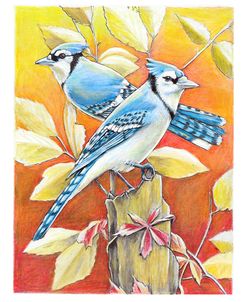 Blue Jay Sunset
