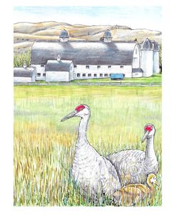 Cranes And DH Day Farm