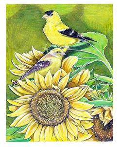Gold Finches And Sunflowers